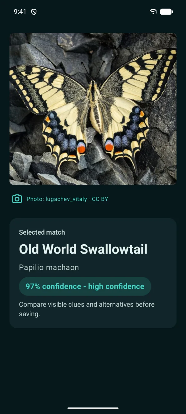 Butterfly Discover — Butterflies and moths, offline