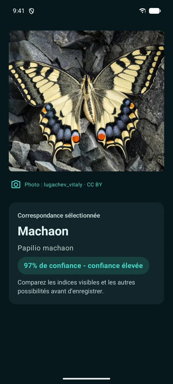 Butterfly Discover — Papillons, hors ligne