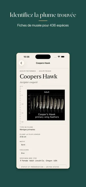 Plumes screenshot