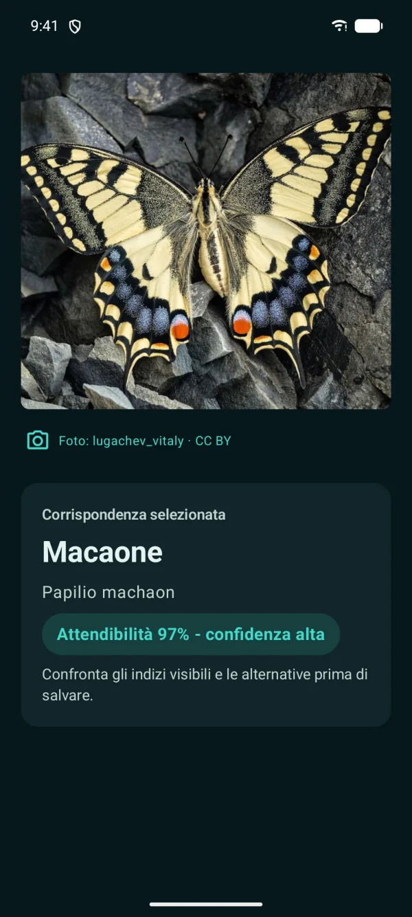 Butterfly Discover — Falene e farfalle, offline