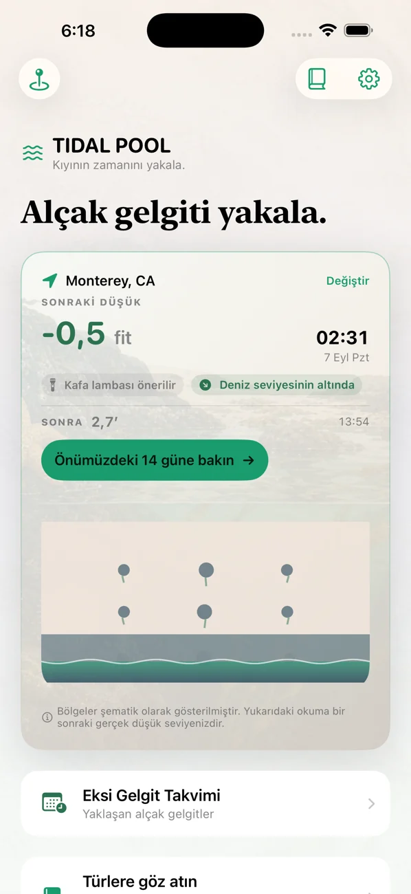 Tidal Pool: Tidepool Timing — Cezri yakala. Yaşamla buluş.